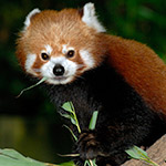 Kleiner Panda neues Fortuna-Maskottchen  